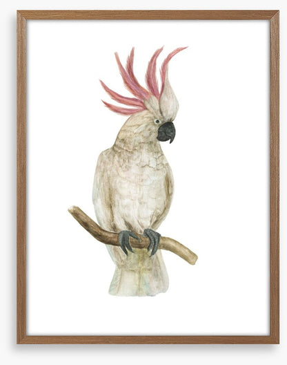 Pink crested cockatoo