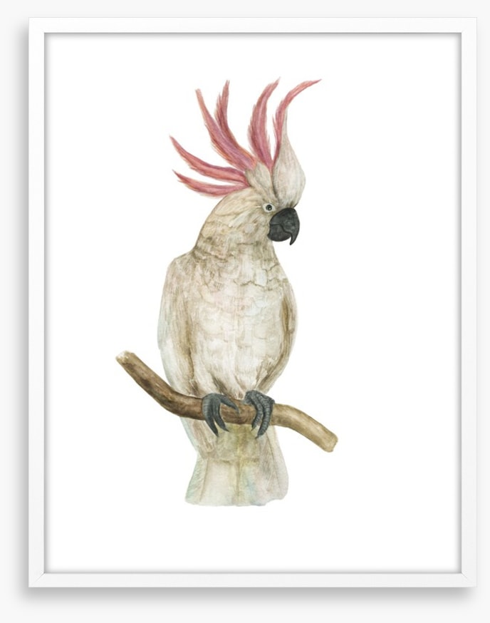Pink crested cockatoo