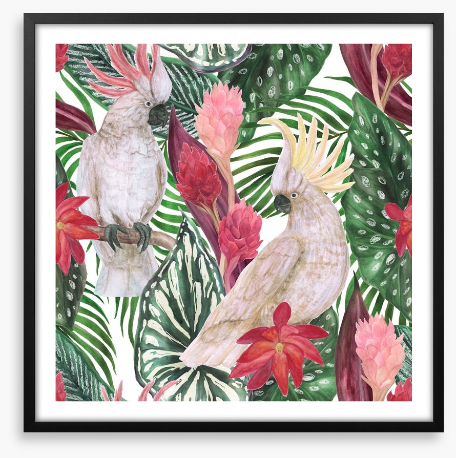 Cockatoo palms