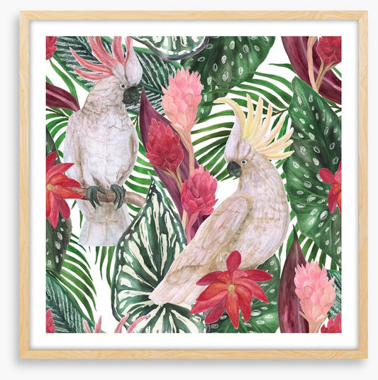 Cockatoo palms