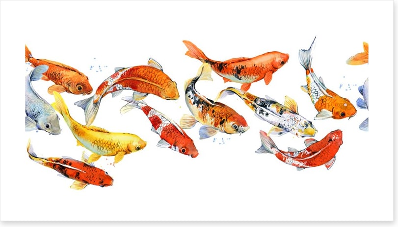Follow the goldfish