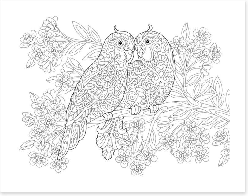 Colour me parrot pair