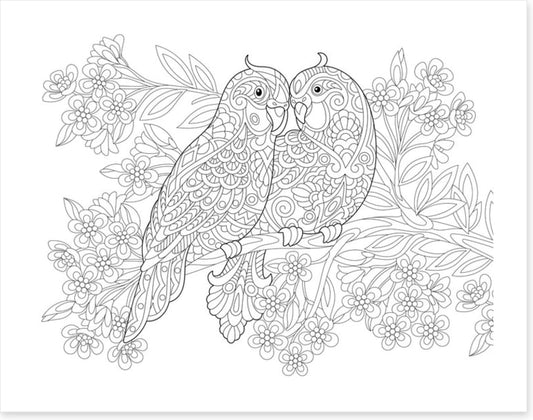 Colour me parrot pair