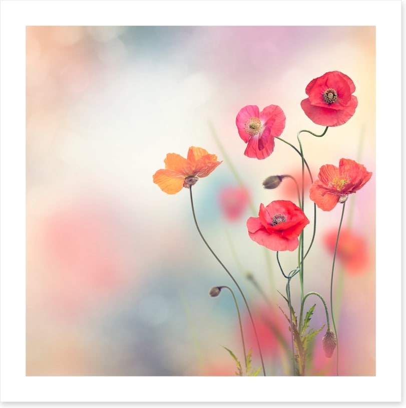 Five poppies