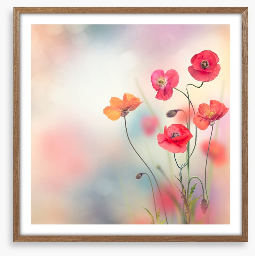 Five poppies