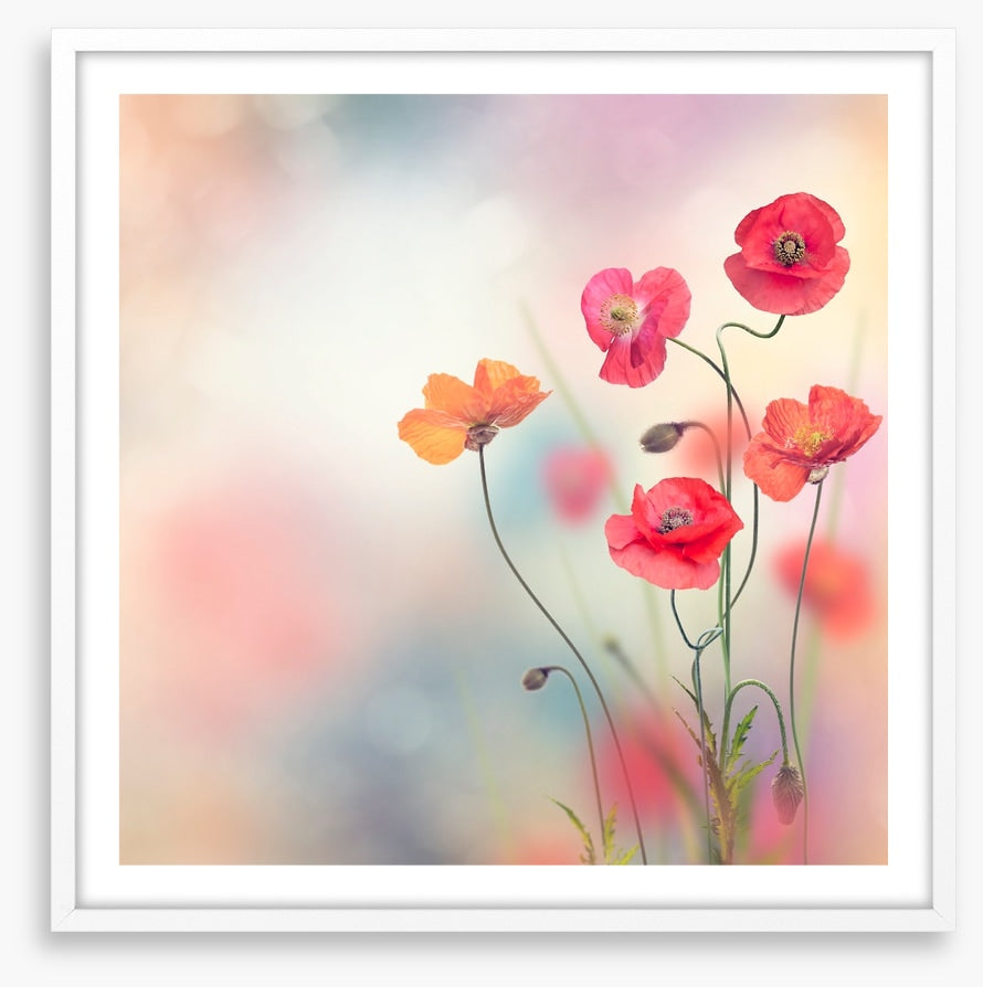 Five poppies
