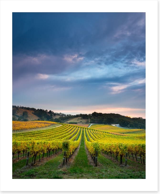 Fruit of the vines