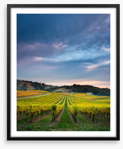 Fruit of the vines