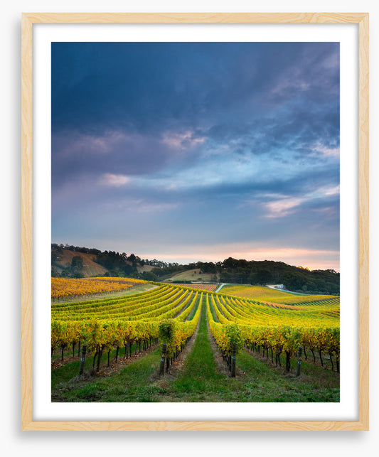 Fruit of the vines