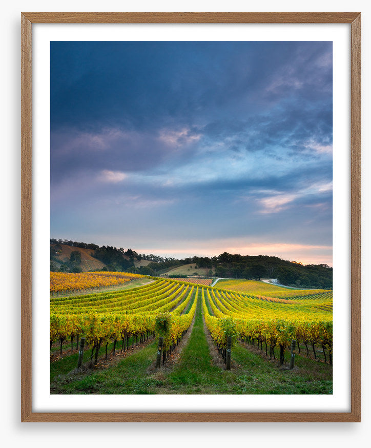 Fruit of the vines