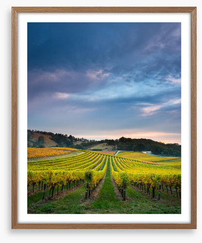 Fruit of the vines
