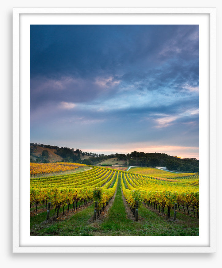 Fruit of the vines