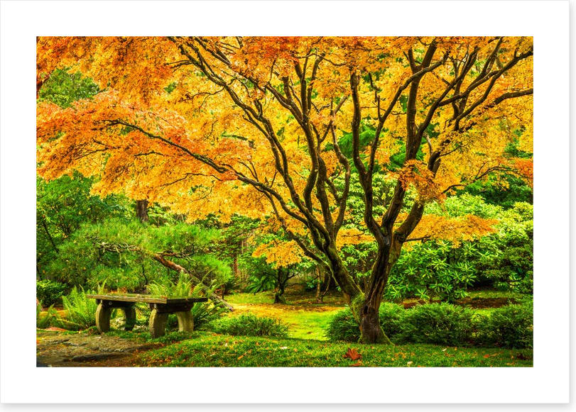 Golden maple bench