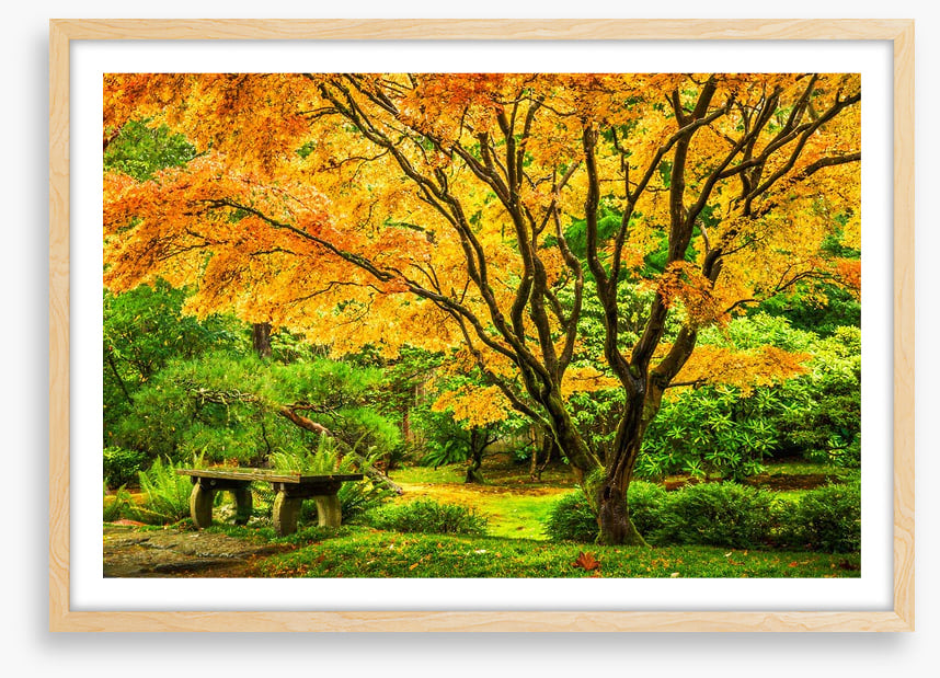 Golden maple bench