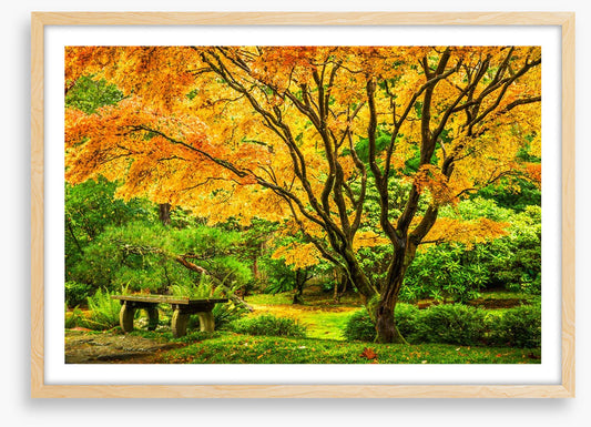 Golden maple bench
