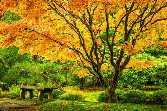 Golden maple bench