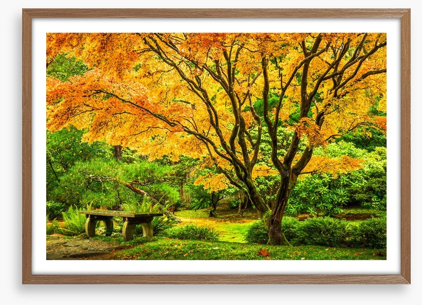 Golden maple bench