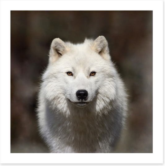 Arctic wolf