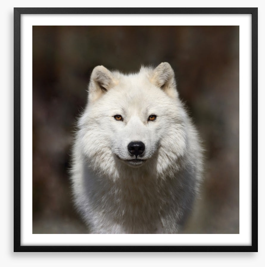 Arctic wolf