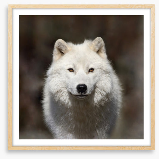 Arctic wolf