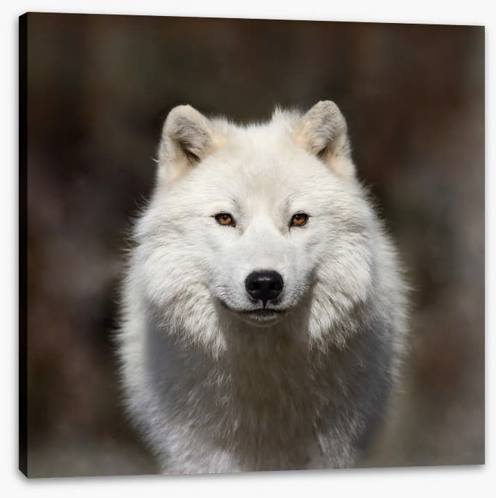 Arctic wolf