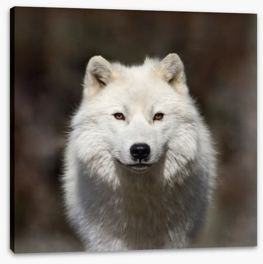 Arctic wolf