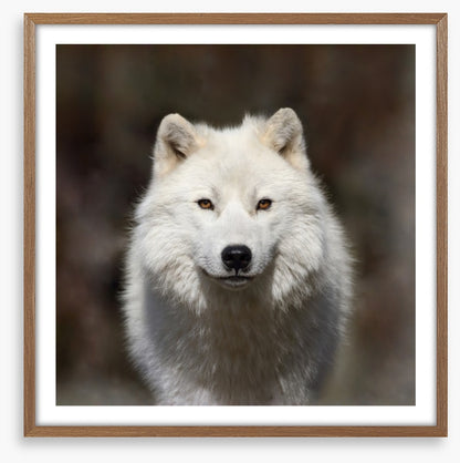 Arctic wolf