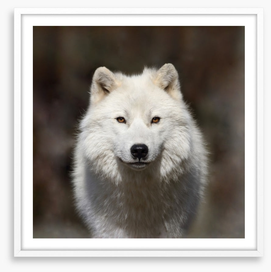 Arctic wolf