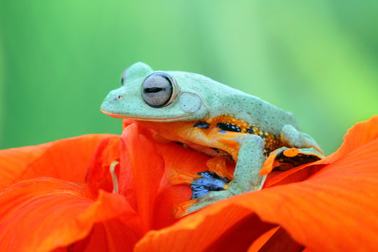 Reptiles / Amphibian
