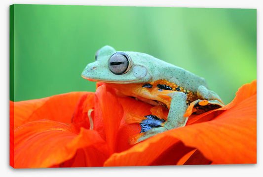 Reptiles / Amphibian