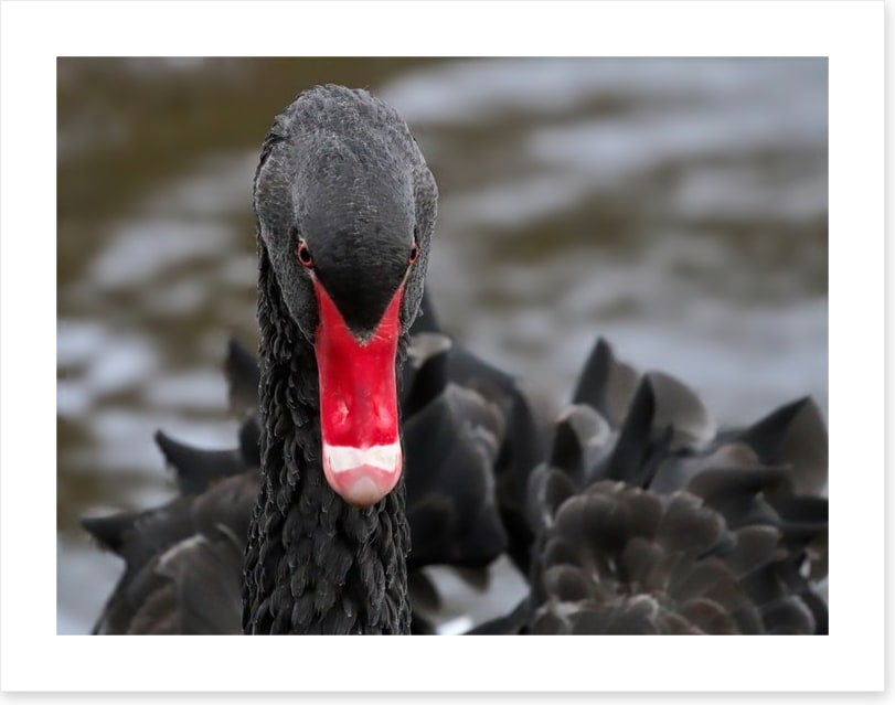 Hide and beak