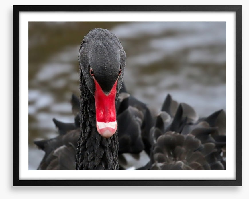 Hide and beak