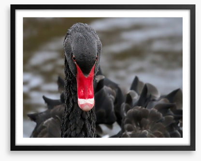 Hide and beak