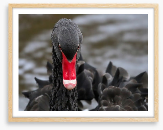 Hide and beak
