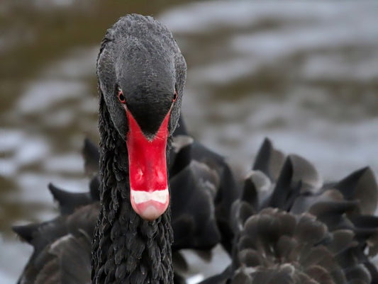 Hide and beak