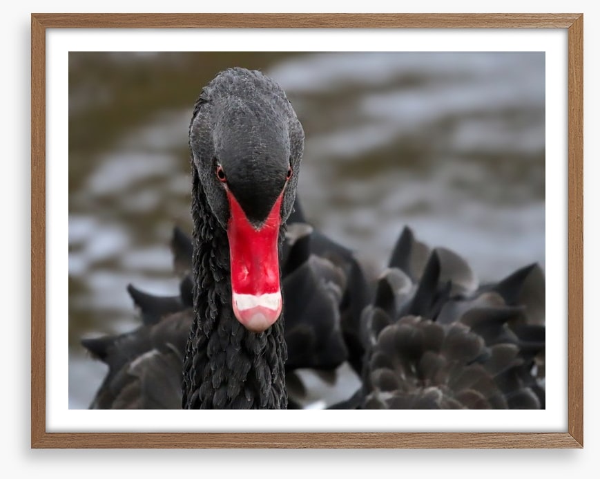 Hide and beak