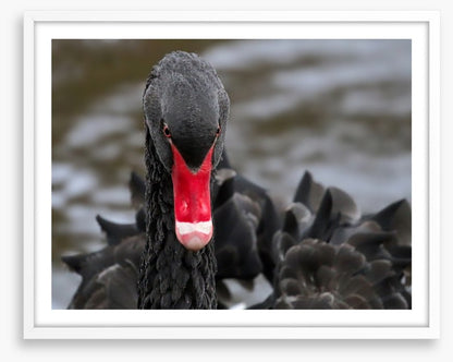 Hide and beak