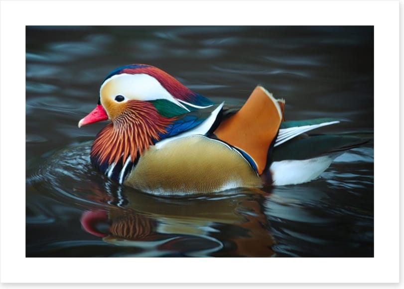 Majestic mandarin duck