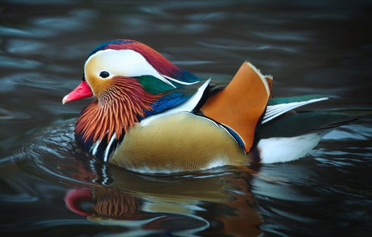 Majestic mandarin duck