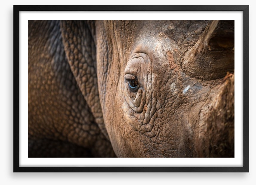 Rhinocereye