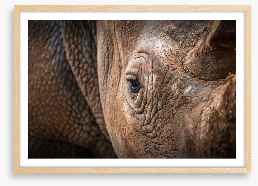 Rhinocereye