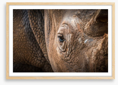 Rhinocereye