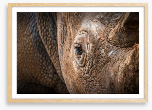 Rhinocereye