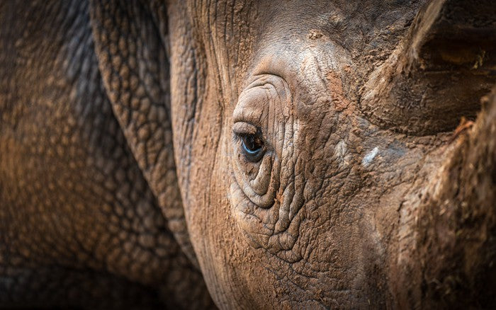 Rhinocereye