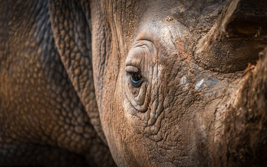 Rhinocereye