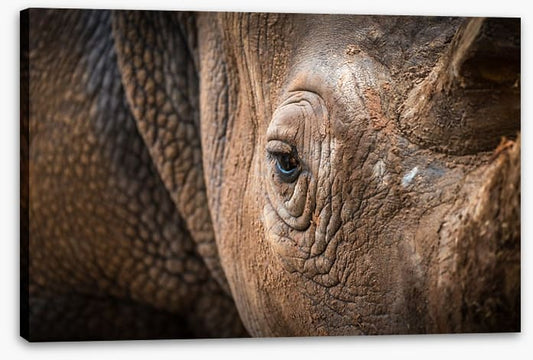 Rhinocereye
