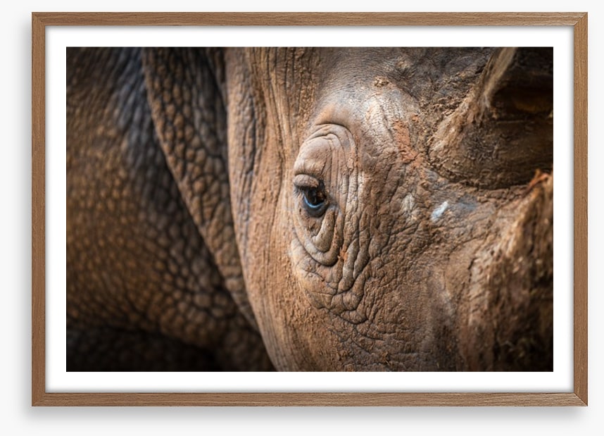 Rhinocereye