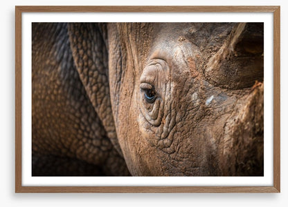 Rhinocereye