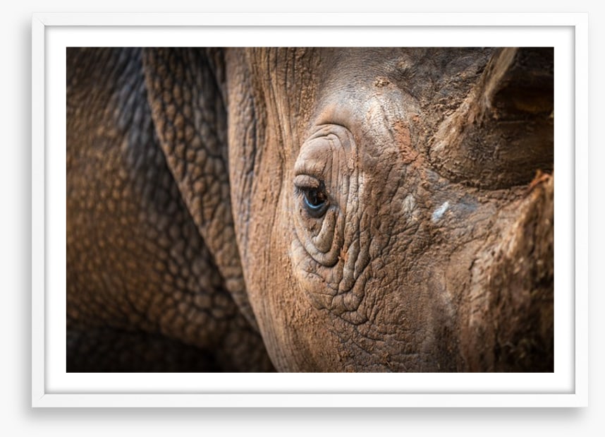 Rhinocereye