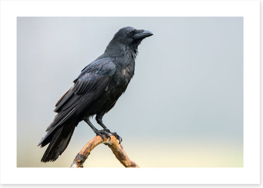 The black raven